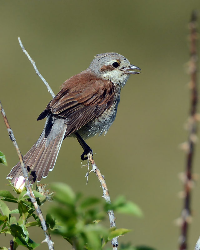 Giovane Averla piccola, Lanius collurio